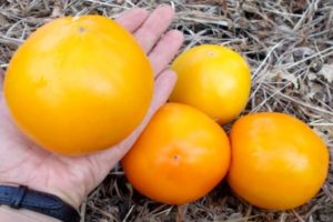 Sitruuna jättiläinen tomaattilajikkeen ominaisuudet ja kuvaus, sen sato