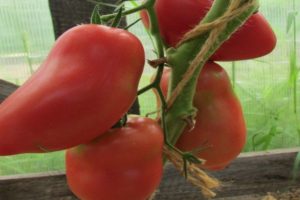 Kenmerken en beschrijving van de tomatenvariëteit Grushovka, de opbrengst