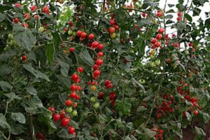 Caratteristiche e descrizione della varietà di pomodoro Uvetta, recensioni e resa