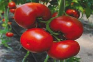 Marissa-tomaattilajikkeen ominaisuudet ja kuvaus