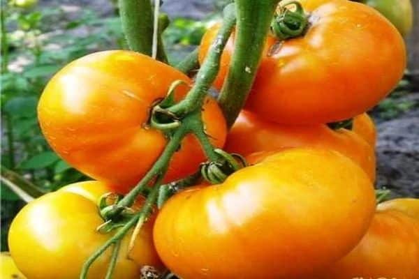 Χαρακτηριστικά και περιγραφή της ποικιλίας ντομάτας Marissa