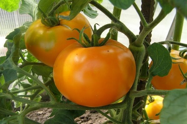 tomato variety marissa