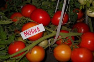 Charakterystyka i opis odmiany pomidora Mobil, plon