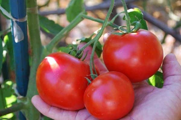 tomaat in de hand