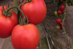 Rally-tomaattilajikkeen ominaisuudet, sato