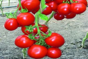 Mô tả về giống cà chua Richie và đặc điểm của nó