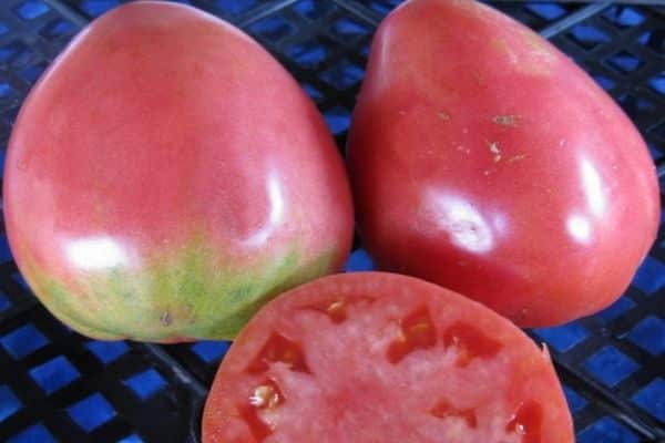plantera tomater