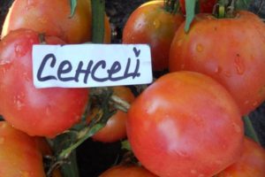 Egenskaber og beskrivelse af Sensei-tomatsorten, dens udbytte