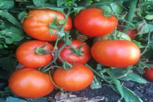 Tomaattilajikkeiden ominaisuudet ja kuvaus Server F1