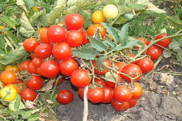 tomatenopbrengst