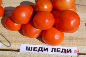 Eigenschaften und Beschreibung der Shedi Lady Tomatensorte, deren Ertrag