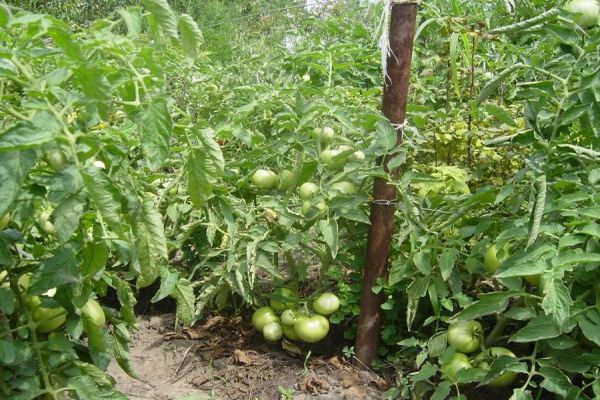 tomaattilajikkeen viljely