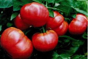 Eigenschaften und Beschreibung der Tomatensorte Sylvester F1, deren Ertrag