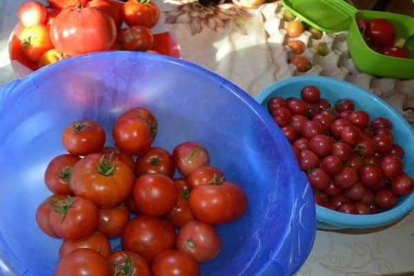 trồng cà chua