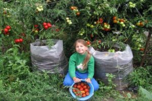 Istruzioni dettagliate per la coltivazione di sacchi di pomodori