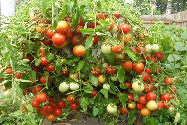 tomaatin taimet
