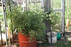 Kaip tinkamai auginti pomidorus statinėje