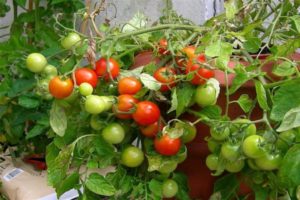 Augantis pomidoras Grigorashik f1 ir veislės aprašymas