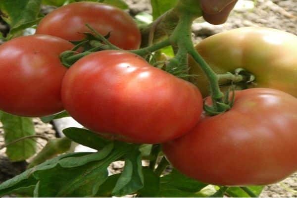 description de la variété de tomates