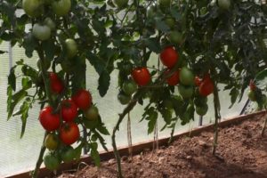 Charakteristiky a opis odrody paradajok Kumir