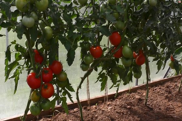 tomater i drivhuset