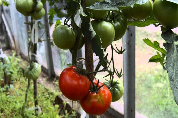pomidorų stabas