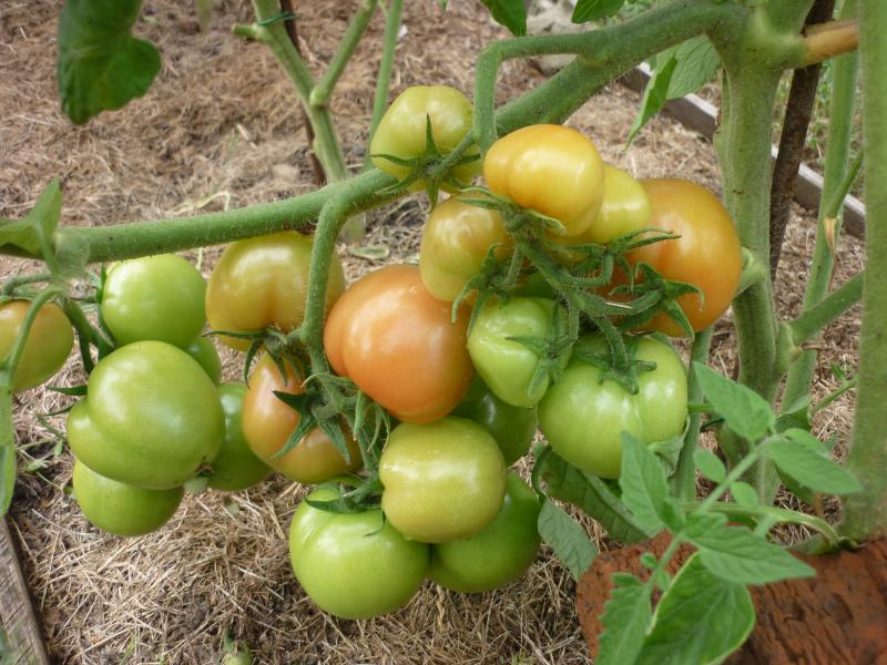 tomatbuske sanka