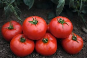 Characteristics and description of the tomato variety Tonopa F1