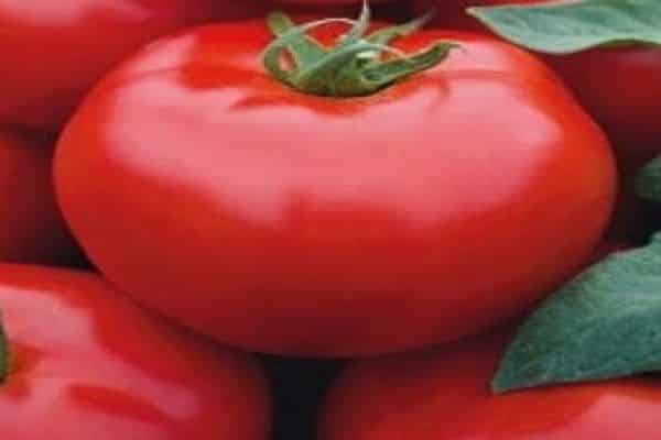 tomaten en hun ongedierte