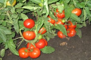 Opis odmiany pomidora Three Sisters i plonowania