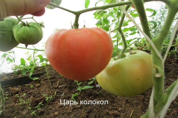 متنوعة الطماطم