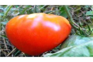 Characteristics and description of the tomato variety Tsar Bell