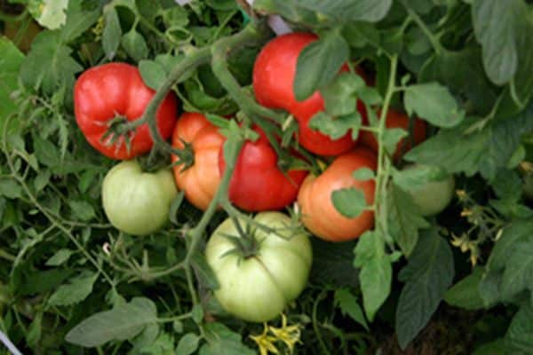 pomidorai be laistymo