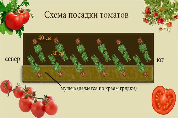 schema de plantare a tomatelor