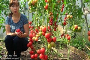 Wskazówki Tatiany dotyczące ogrodu zbiorów, kiedy i jak siać pomidory
