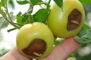 Ošetrenie hornej hniloby paradajok v skleníku a na otvorenom poli