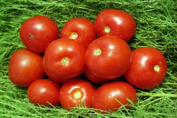 Volgograd tomatoes