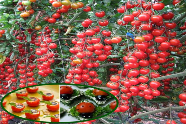 cultivation of cherry varieties