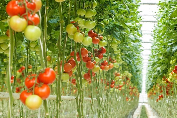 popínavé rastliny paradajok