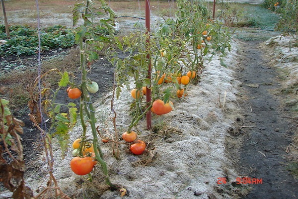 Syberyjski ogród warzywny