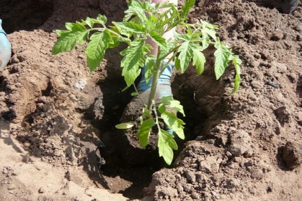 plantering i jord