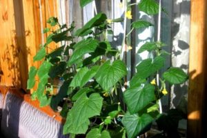 Wie man Gurken auf dem Balkon und der Fensterbank pflanzt, bestäubt und anbaut