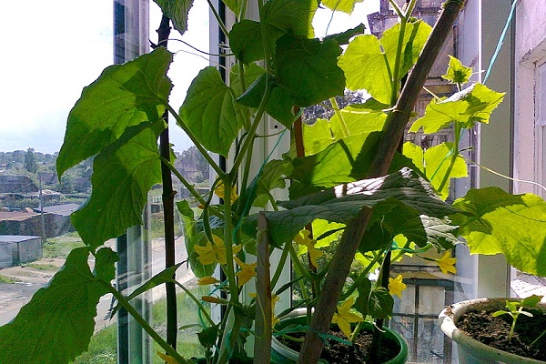 cultivar pepinos