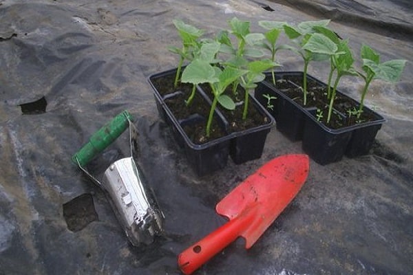 planting seedlings