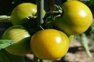 Descripción de la variedad de tomate Amber 530, rendimiento y características.