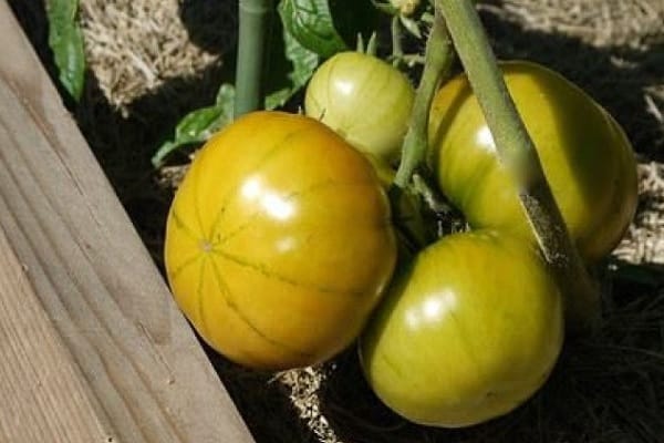 afrundet tomat