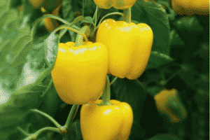 Περιγραφή των ποικιλιών των κίτρινων πιπεριών και των χαρακτηριστικών τους