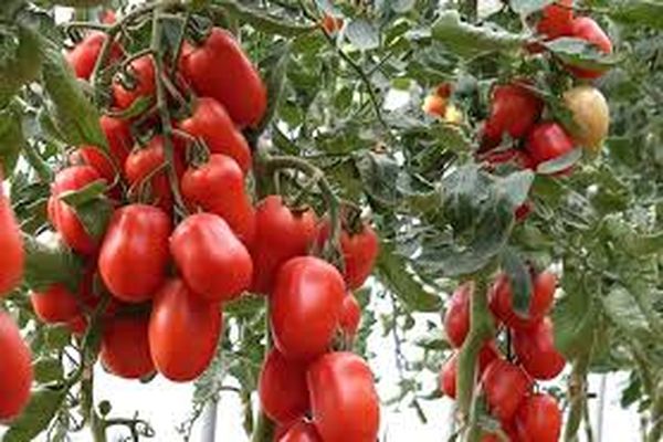 sorter af tomatdyrkning