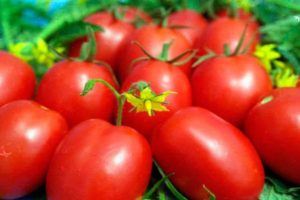 Descrizione della varietà di pomodoro Perla della Siberia e delle sue caratteristiche