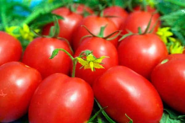 أصناف الطماطم لسيبيريا
